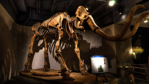 Скелет мамонта в музее. Архивное фото