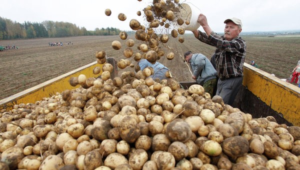 Уборка картофеля. Архивное фото