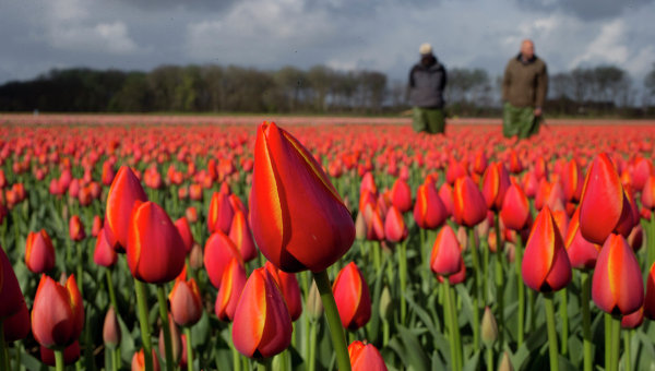 Голландские фермеры на цветочном поле. Архивное фото