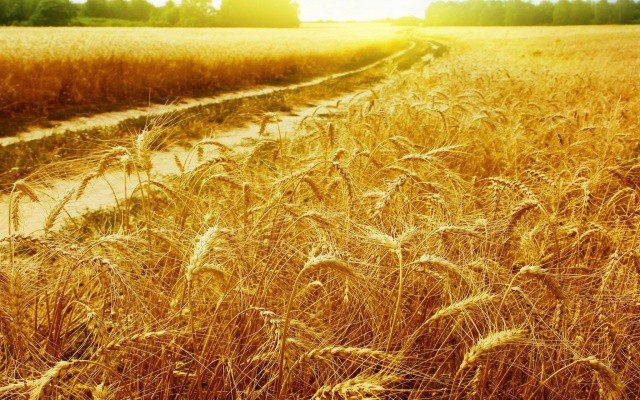 В РФ вывели сорт пшеницы с урожайностью 132 ц/га