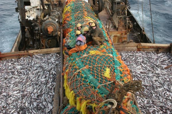 Рыбная отрасль Приморья показала рост по всем показателям 
