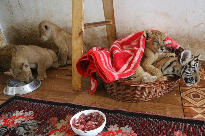 Замерзающим львятам в крымском зоопарке привезли новый генератор 