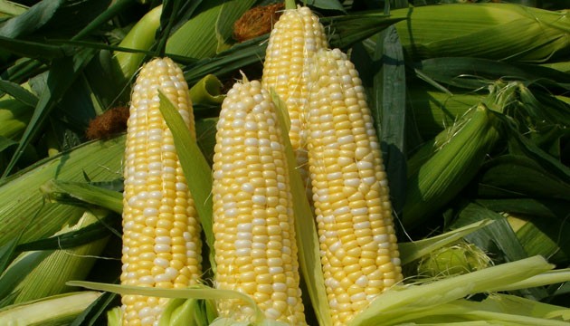 РФ с 15 февраля запрещает ввоз сои и кукурузы из США