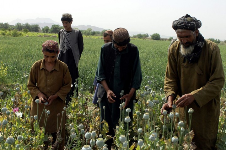 Капитал для террора. Вторжение США  и  рост производства наркотиков в Афганистане в 3 раза