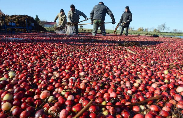Стратегическая клюква: как сибирские производители сладостей завоевывают Европу и Азию