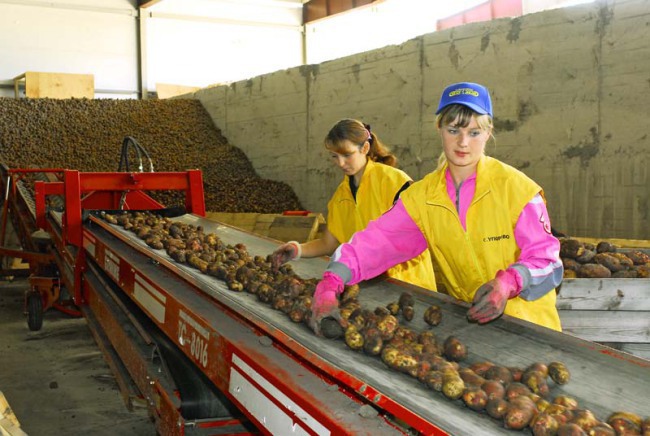 На зависть Белоруссии: импортозамещение картофеля в России