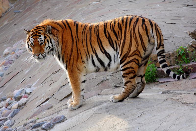 Картинки по запросу амурский тигр