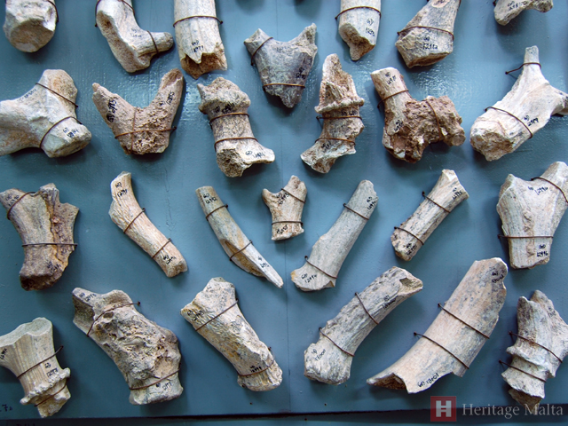 ghar-dalam-fossilised-bones1