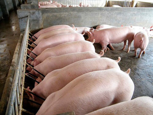 Картинки по запросу свиноводство