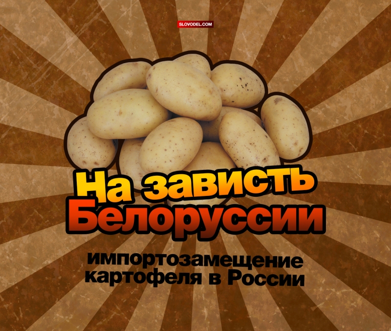 На зависть Белоруссии: импортозамещение картофеля в России